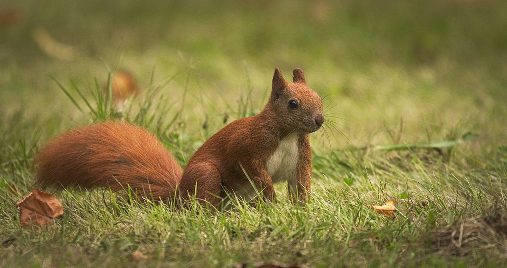 CYBERSQUIRRELS!